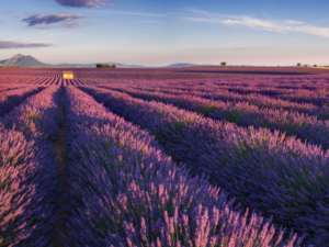 lavande-valensole