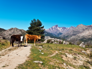 vallées corses