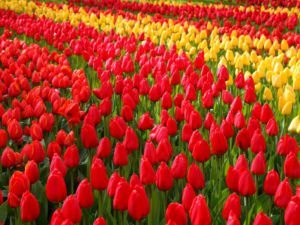 champs-tulipe-keukenhof